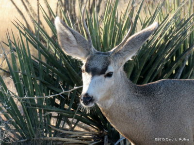 Mule Deer Buck   IMG_1823