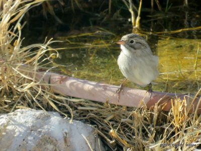 Brewer's Sparrow IMG_1896
