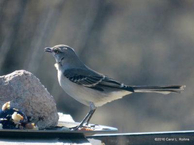 Backyard Birding in Arizona