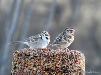 Through My Kitchen Window