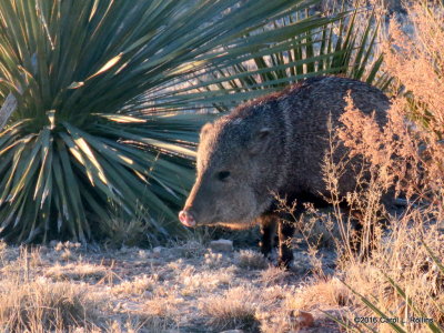 01 11 2016 Javelina!