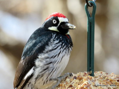 Our Feathered Friends