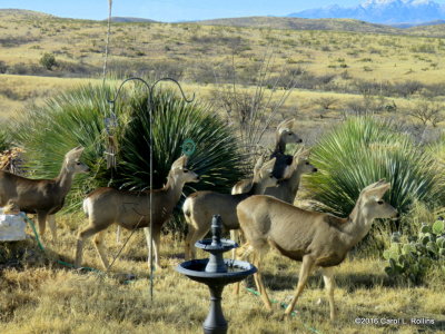01 16 2016 Mule Deer at Attention