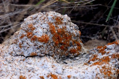 Lichen on Quartz Monzonite (Granite)    IMG_4898 