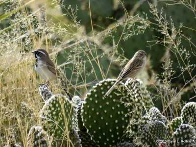 01 18 2016 Sparrows