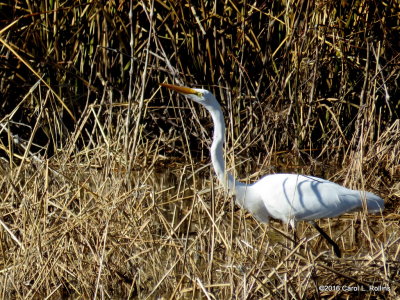 01 20 2016 Great Egret