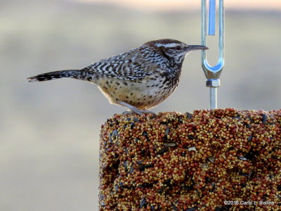 01 21 2016 Cactus Wren
