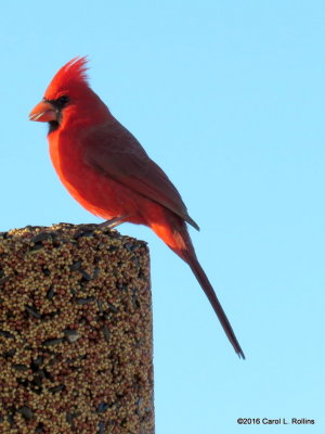 01 22 2016 Northern Cardinal