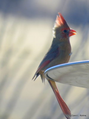 01 27 2016 Northern Cardinal female