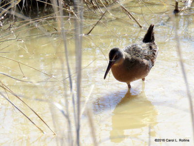 01 28 2016 Virginia Rail