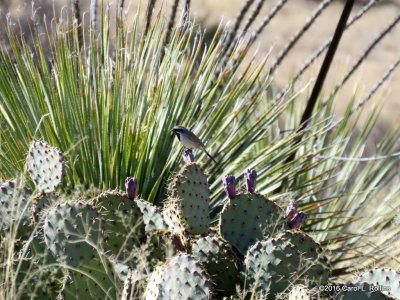 01 29 2016 Black-throated Sparrow on Cactus
