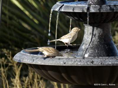 Brewer's Sparrows at the Fountain