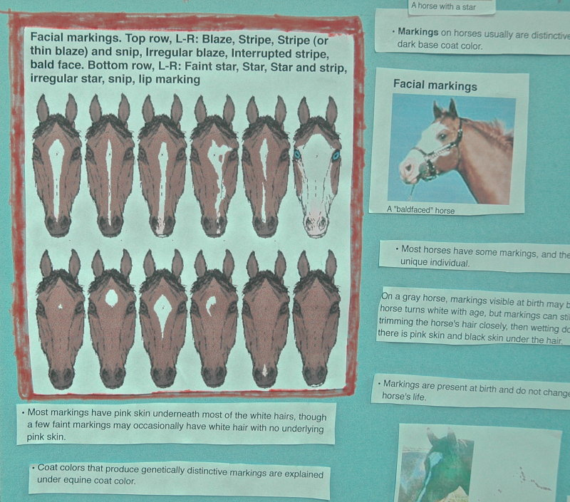 20 Know Your Horses-Field Daya 2011.jpg