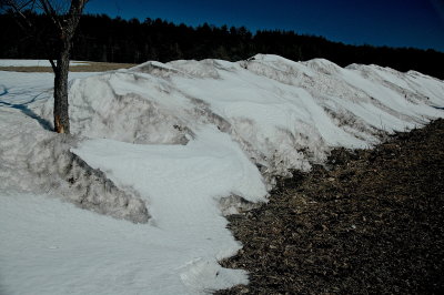 but these dunes dont drift 0014.JPG