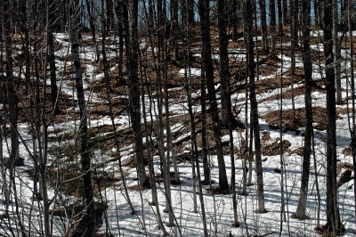crisscrosseded 0098.JPG