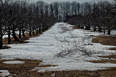 going to be apples 0061.JPG
