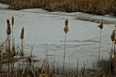 releasing ice and seeds Weybridge 0008.JPG