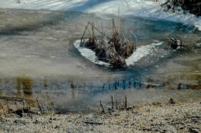survivors at the island C-S SWAMP NEAR COVRD BRDG 0065.JPG