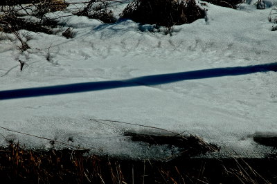 time of tracks C-S SWAMP NEAR COVRD BRDG 0084.JPG
