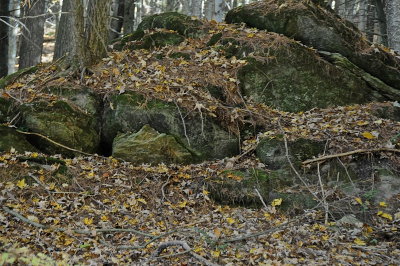 FORESTDALE 2015-10-16 3807.JPG