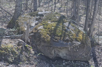 SALISBURY SPRING 2016 5360.JPG