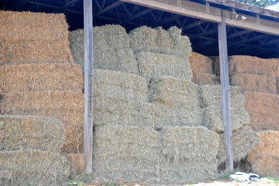 Big Squared Bales.JPG