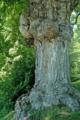 burly maple 164.jpg