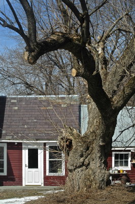 half a tree is better than none 84.jpg
