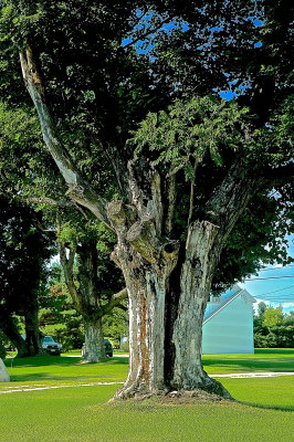 huge gapshuge tree 7-15-2015 312.jpg