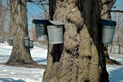 sap buckets hung with care 27.JPG
