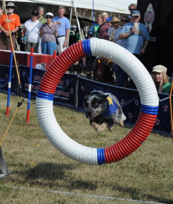 40 no pony but a good dog show 2016-8-9 06.JPG