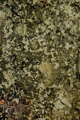 NE Midd 2015-7-8 365 mosaics.jpg