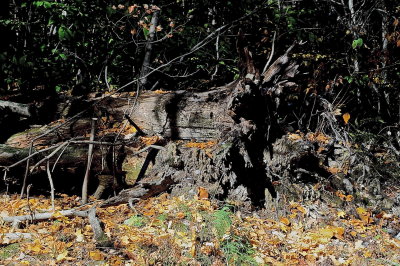 BRANDON 2015-10-19 4261.JPG