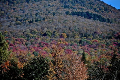 Ablaze-Fall Foliage of Forests, Groves, Stands and Trees