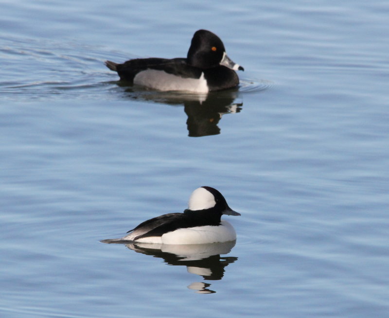 Ring-necked Duck and Bufflehead