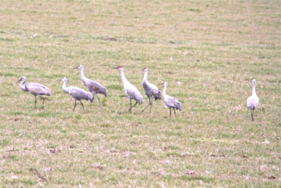 sandhill_cranes
