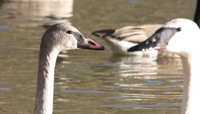  Tundra Swan (left) and Trumpeter Swan (right)