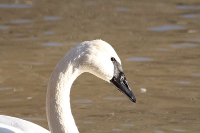 Trumpeter Swan