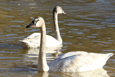 Trumpeter Swan (near) and Tundra Swan (away)