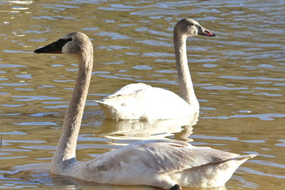 Trumpeter Swan (near) and Tundra Swan (away)