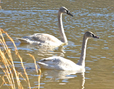 Trumpeter Swan (away) and Tundra Swan (near)