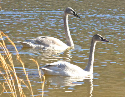 Trumpeter Swan (away) and Tundra Swan (near)