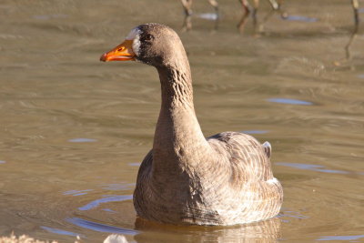 Greater White-fronted Goose