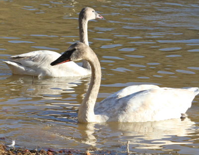 Trumpeter Swan (in foreground) and Tundra Swan (far)