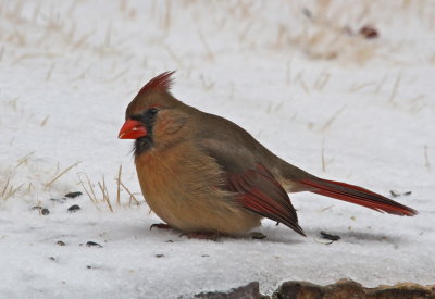 Female Northern Cardinal