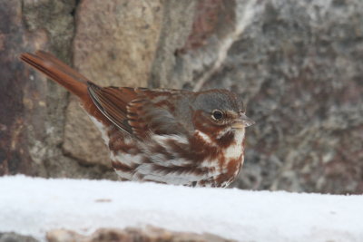 Fox Sparrow- for several days we had three at a time