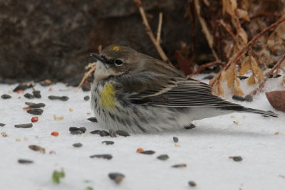 Yellow-rumped Warbler