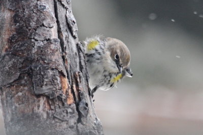 Yellow-rumped Warbler