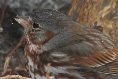 Fox Sparrow- I love the snowflake on his head.