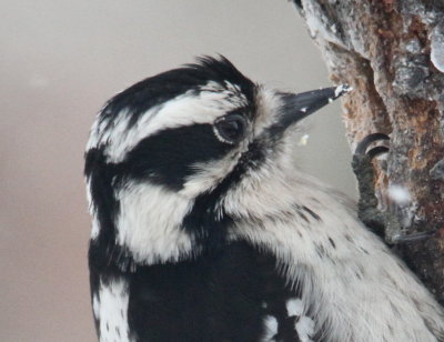 Female Downy Woodpecker